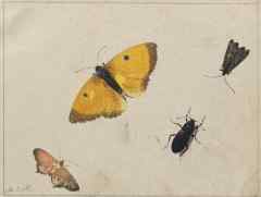 watercolors of butterflies and beetle