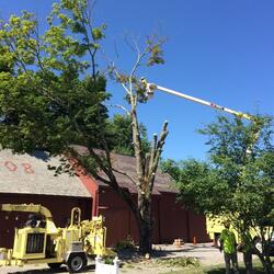 tree being cut down