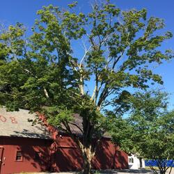 tree in front of red barn