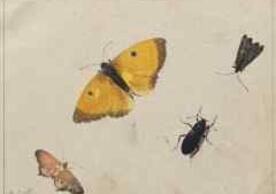watercolors of butterflies and beetle